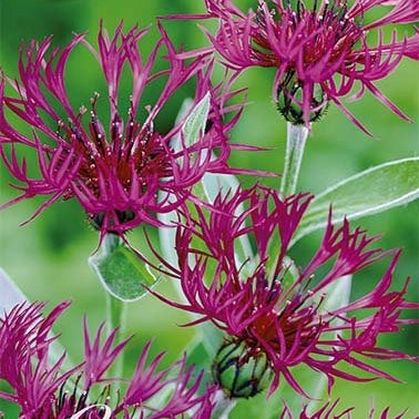 Centaurea Atropurpurea 1-pakke